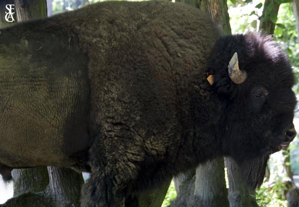 Le bison massif
