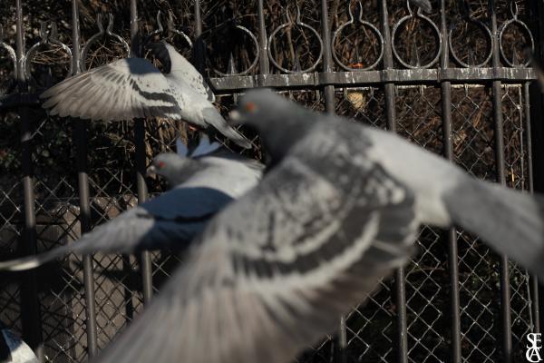 Les pigeons de Notre-Dame