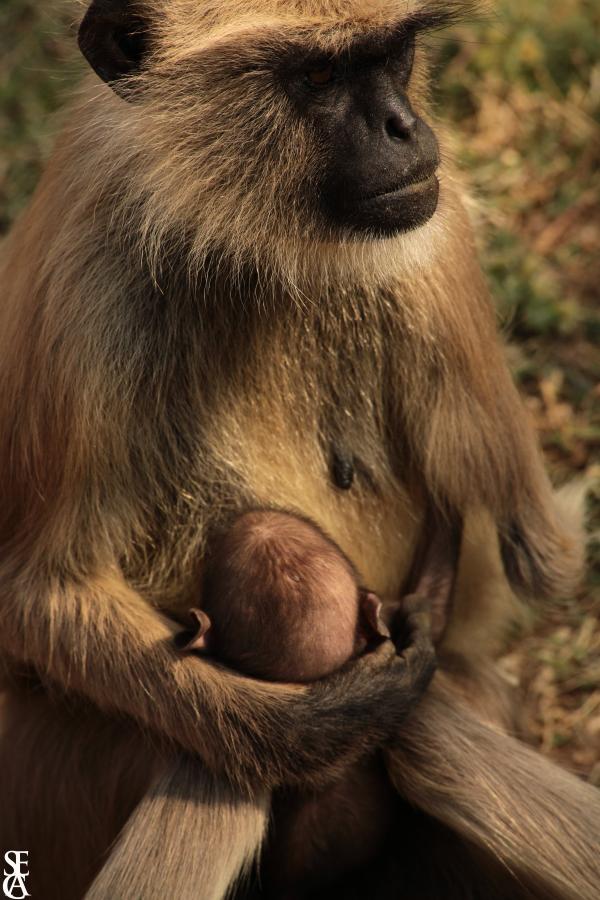 Les singes sont des mères aussi