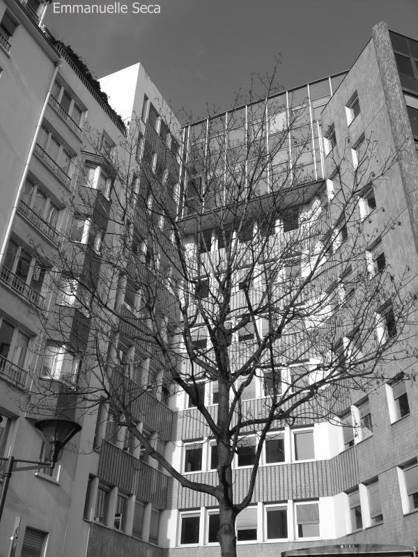 L'arbre immeuble