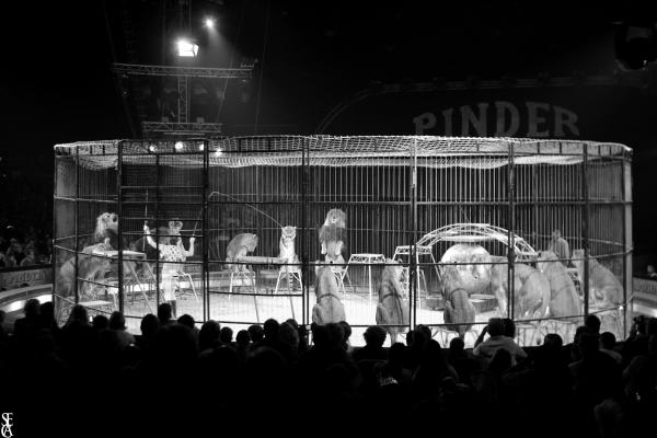 La cage aux lions
