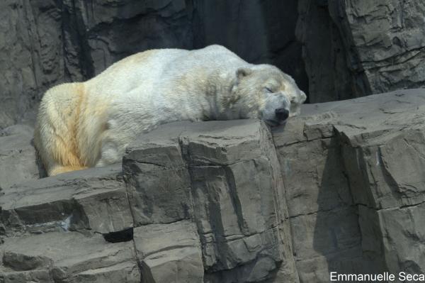 Ida l'ours Polaire de Zoo de New York