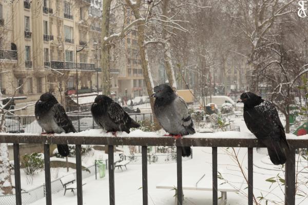 Le froid des pigeons