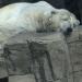 Ida l'ours Polaire de Zoo de New York